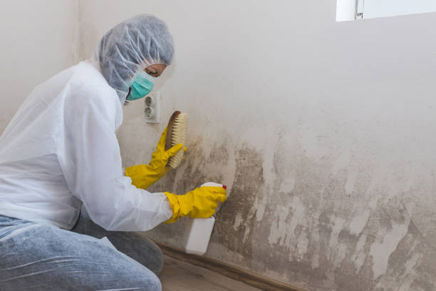 Best Basement Mold Remediation in West Portsmouth, OH