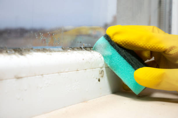 Best Crawl Space Mold Remediation in West Portsmouth, OH