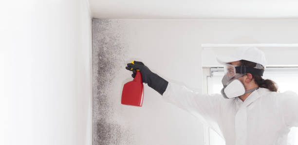Best DIY Mold Remediation Support Services in West Portsmouth, OH